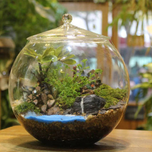 Glass Terrarium Jar DIY Centerpiece Sealed Storage Jar Plants Planter Jar for Desktop Living Room Kitchen Bedroom Coffee