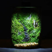 Micro Landscape Ecological Desktop Glass Plant Terrarium with Grow Light for Hydroponic Bryophyte Moss Container Home Decor
