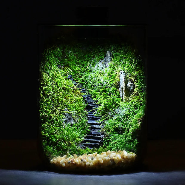 Micro Landscape Ecological Desktop Glass Plant Terrarium with Grow Light for Hydroponic Bryophyte Moss Container Home Decor