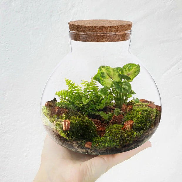 Glass Terrarium Desktop Micro Landscape Bottle Home Decor Moss Crafts Microlandschaft Empty Planter Vases Transparent Soft