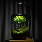 1PCS Creative DIY Eco Terrarium Glass Vase - Modern Minimalist Indoor Home Decor Plant Display for Living Room Desk