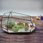 Geometric Glass Terrarium for Indoor Plants Irregular Clear Planter Black Opened Container Pot for Cacti Succulents and Moss