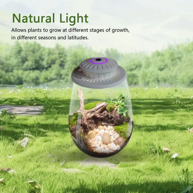 Plant Terrarium with Growing Light Fern Moss Micro Landscape Vase Succulent Planter Glass Bottle Terrarium Home Decoration