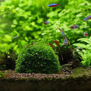 5cm Aquarium Fish Tank Media Moss Ball Live Plant Filter Filtration Decor Home Decoration Nature Sea Plant